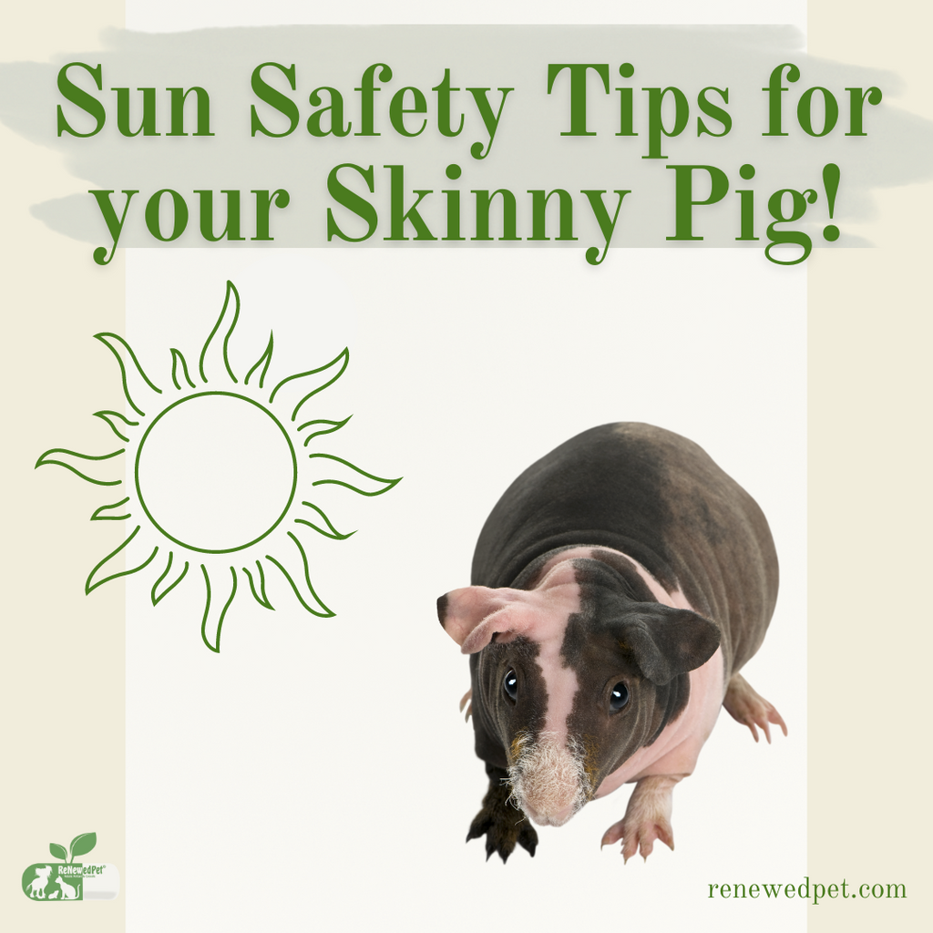 Sun Safety Tips for Your Skinny Pig!