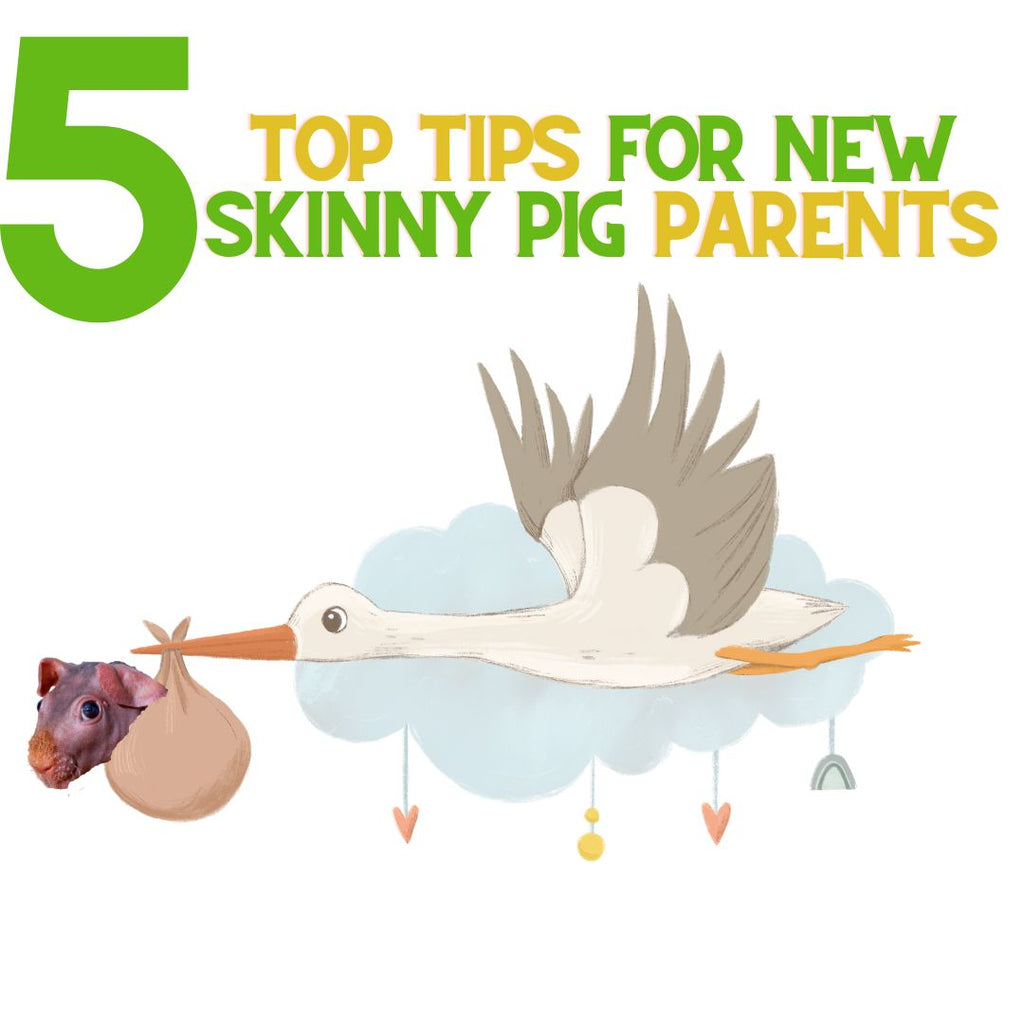 5 Top Tips For New Skinny Pig Parents!