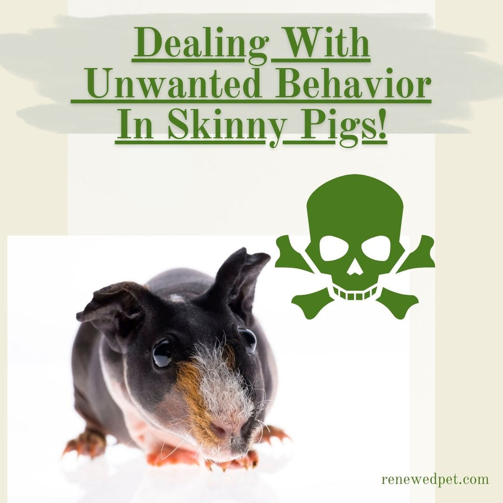 Dealing With Unwanted Behavior In Skinny Pigs!