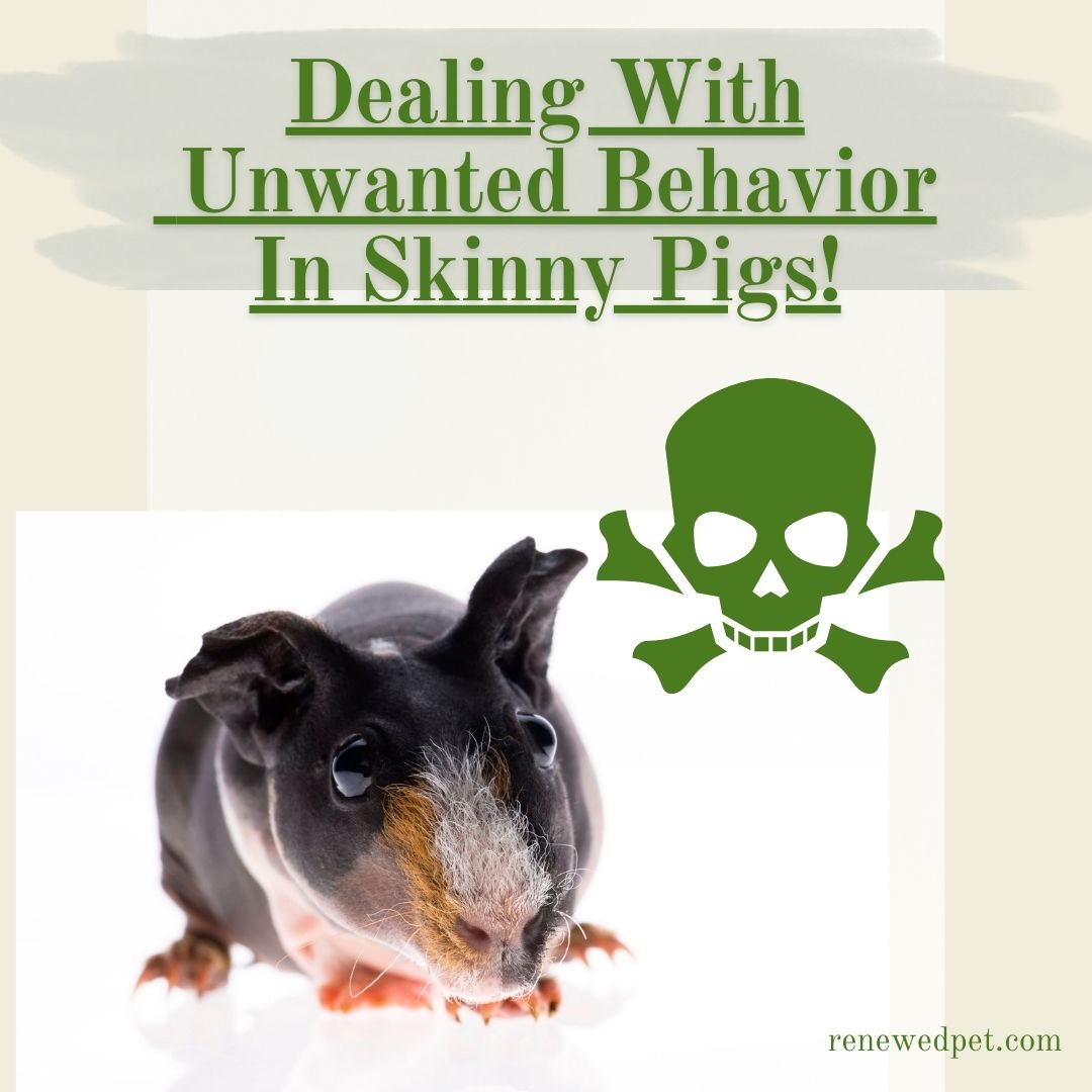 Dealing With Unwanted Behavior In Skinny Pigs! – ReNewedPet