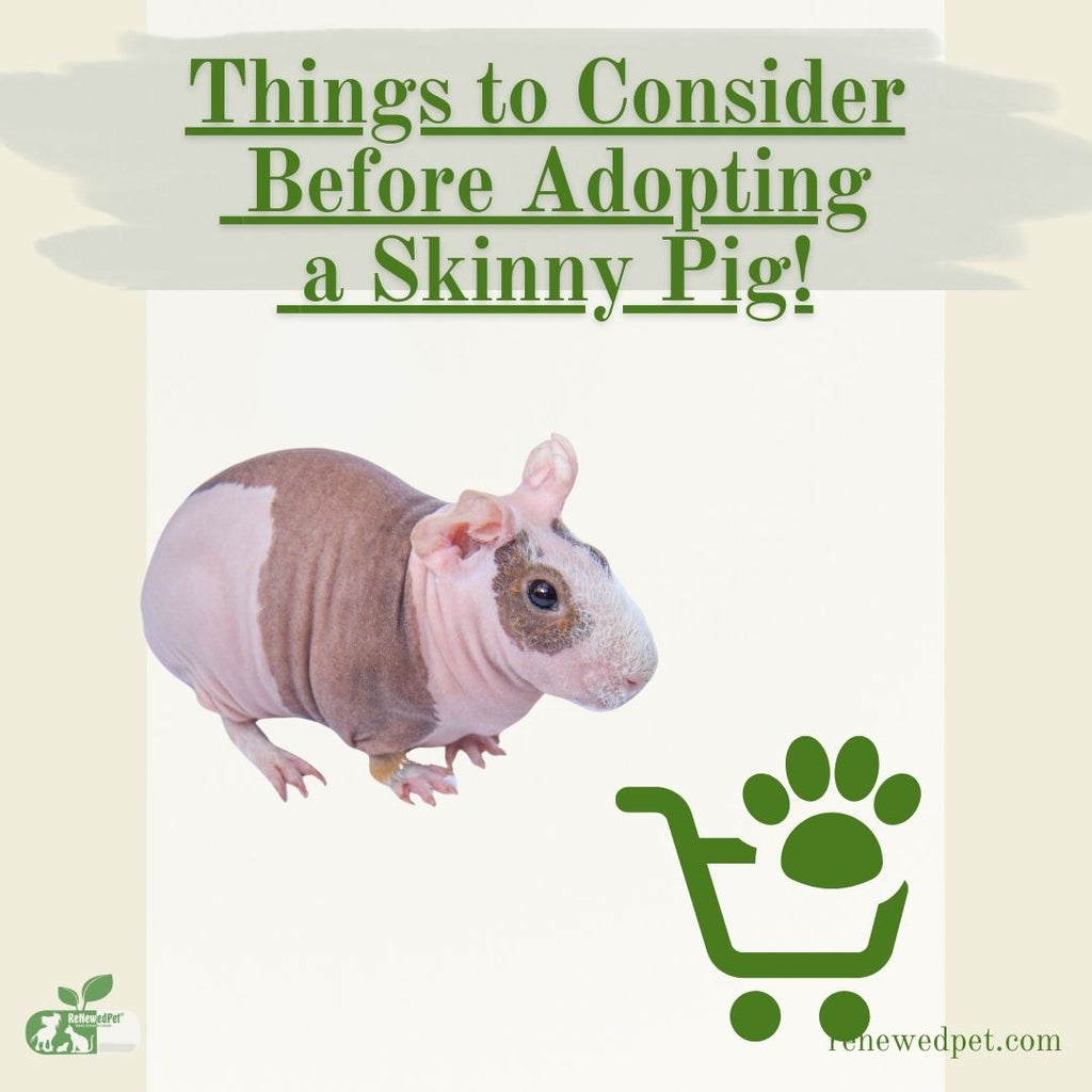 Things to Consider Before Adopting a Skinny Pig!