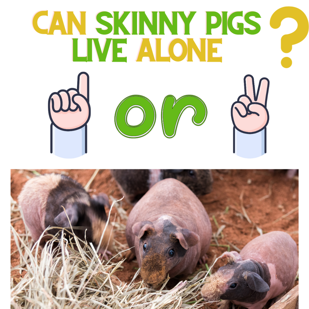 Can Skinny Pigs Live Alone?