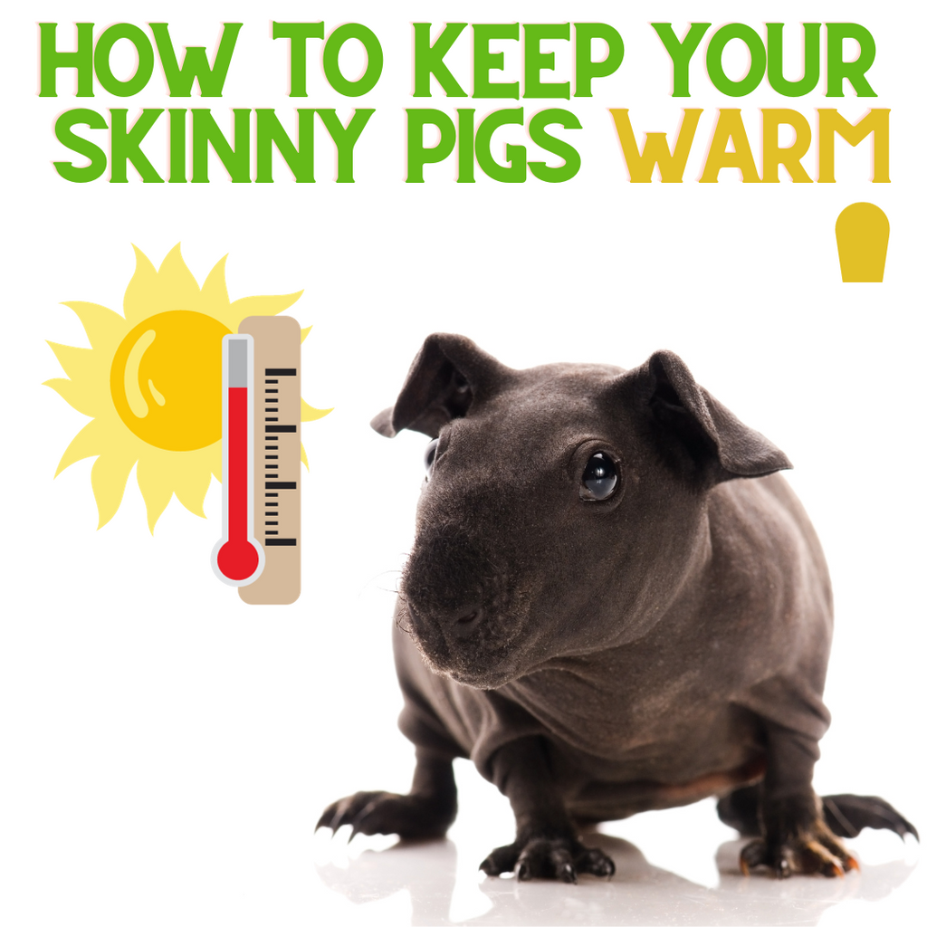 How to Keep Your Skinny Pigs Warm