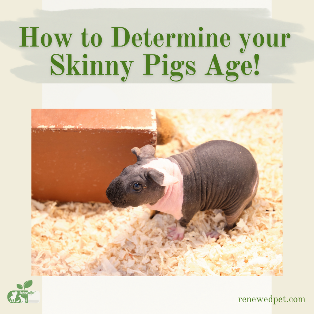 How to Determine Your Skinny Pig's Age!