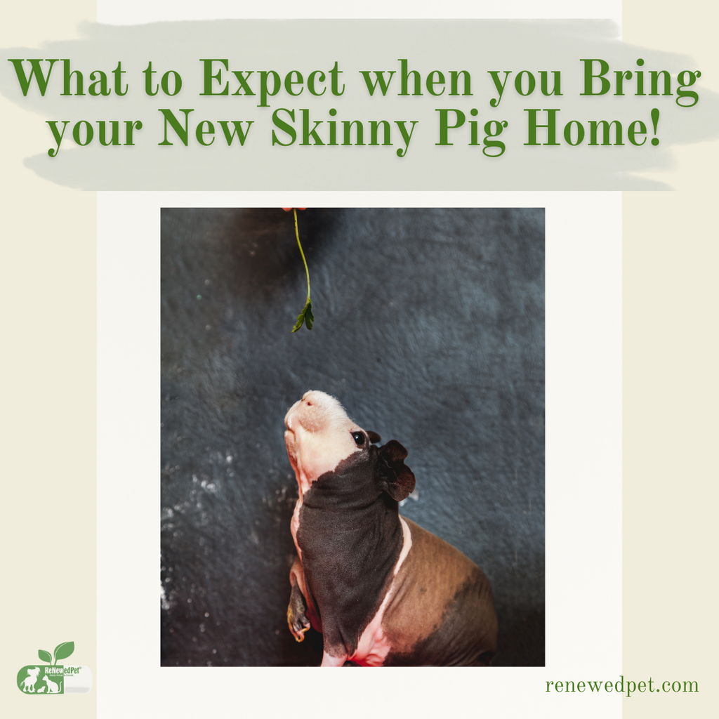 What To Expect When You Bring Your New Skinny Pig Home!