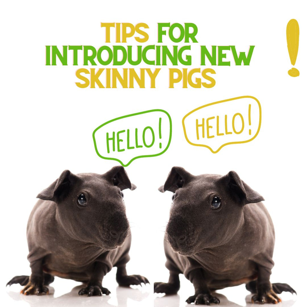 7 Tips For Introducing a New Skinny Pig To Your Herd