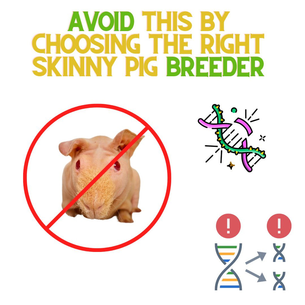 Avoid This By Choosing The Right Skinny Pig Breeder!