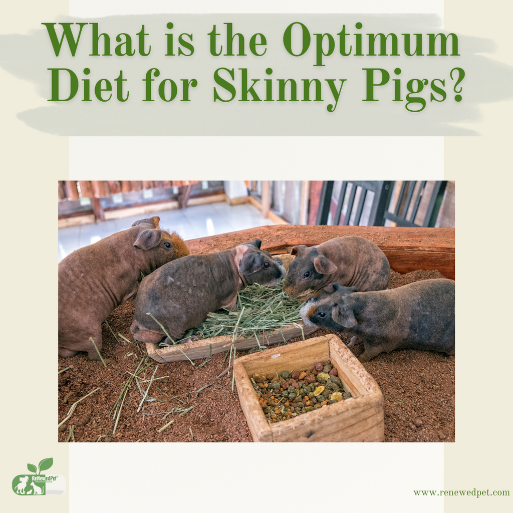 What is the BEST Diet for your Skinny Pig?
