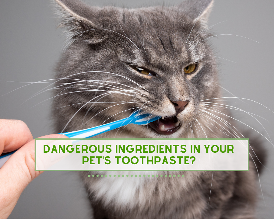 Dangerous Ingredients in Your Pet’s Toothpaste? – ReNewedPet