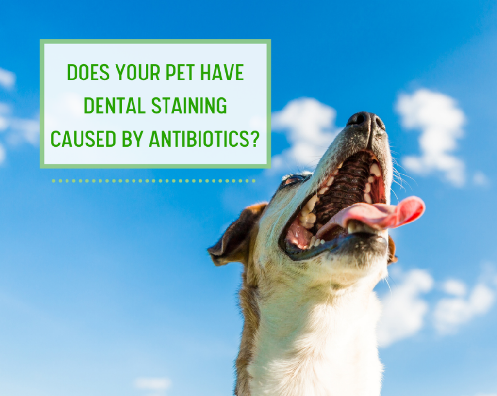 Does your Pet have Antibiotic Dental Staining?