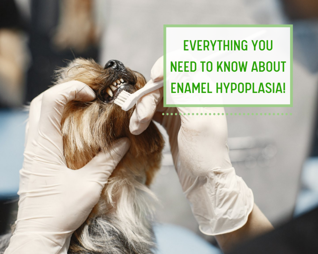 Does your Pet have Enamel Hypoplasia?