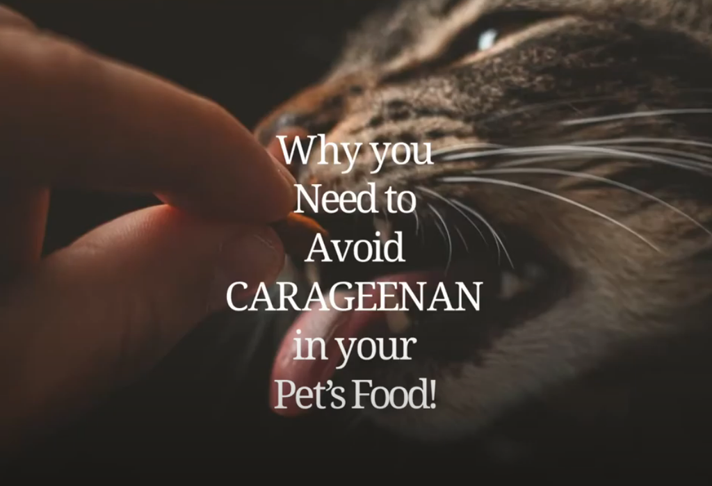 AVOID THIS INGREDIENT IN YOUR PET'S FOOD!