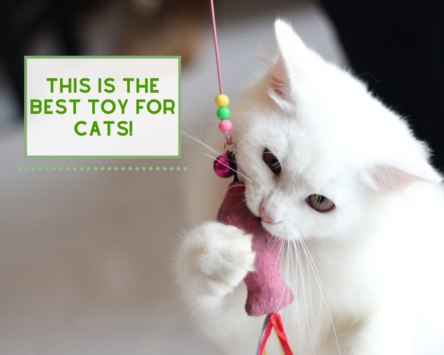This is the Best Toy for Cats!
