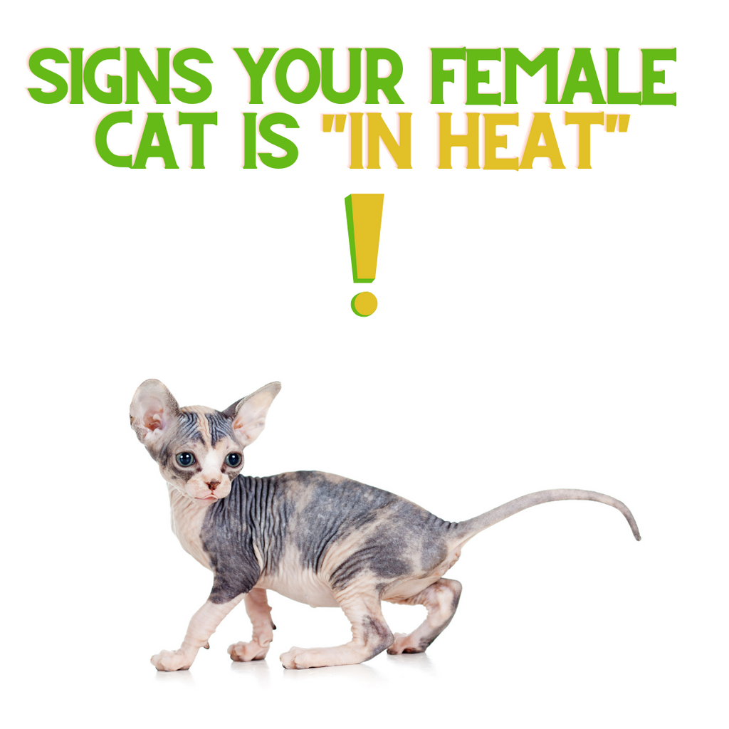 5 Signs that your Female Cat is in Heat!
