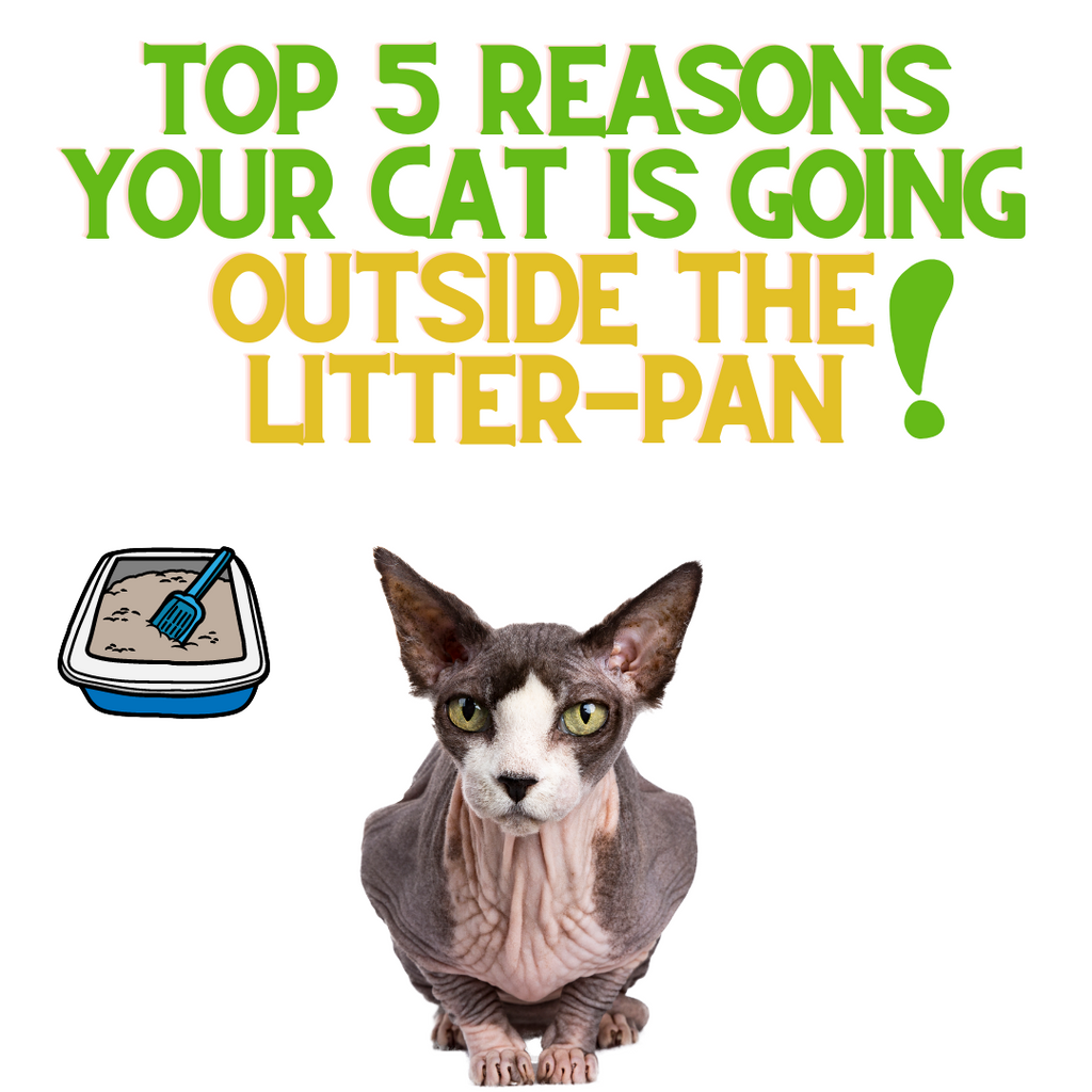 Top 5 Reasons Cats GO Outside of the Litter Box!
