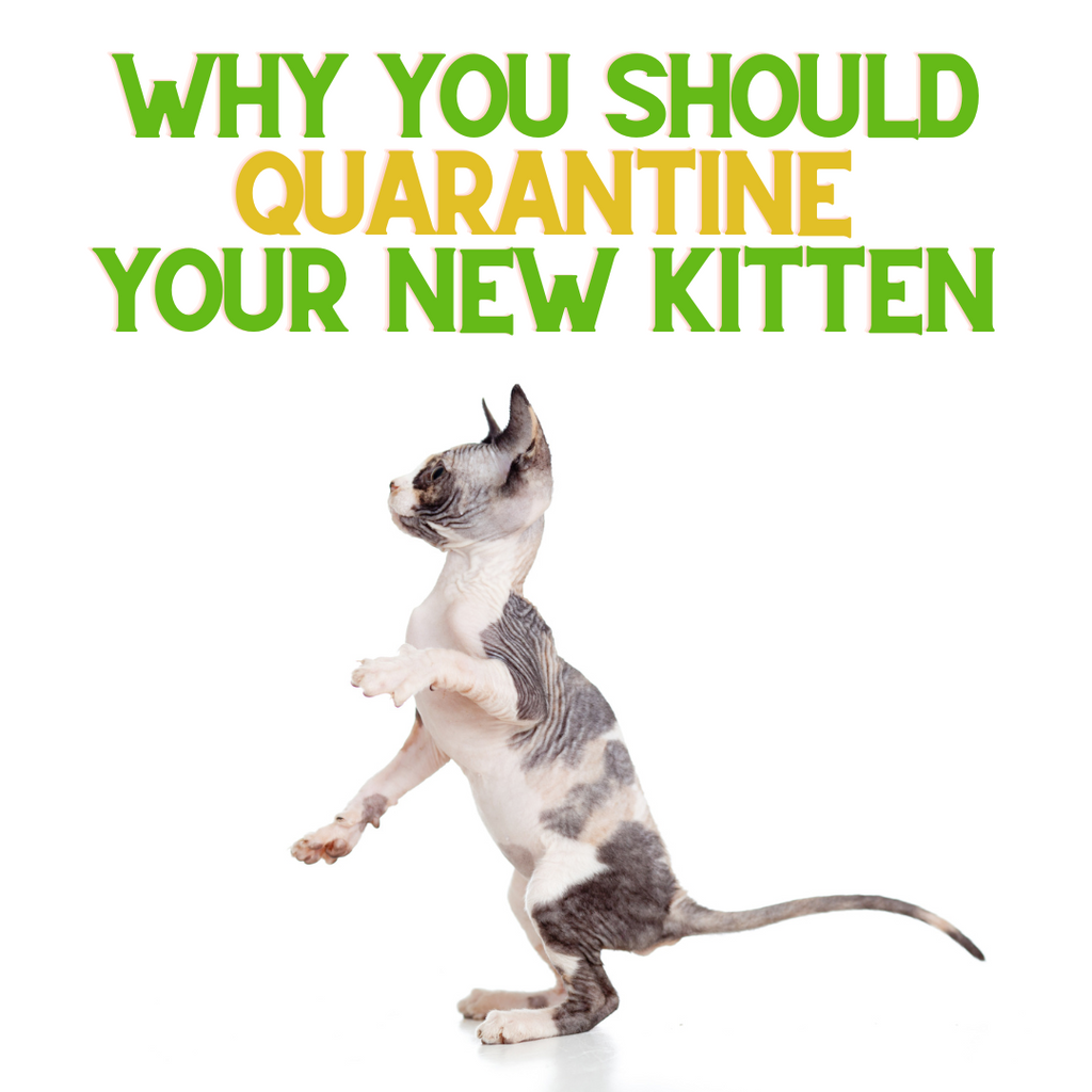 Why you Should Quarantine your New Pet!