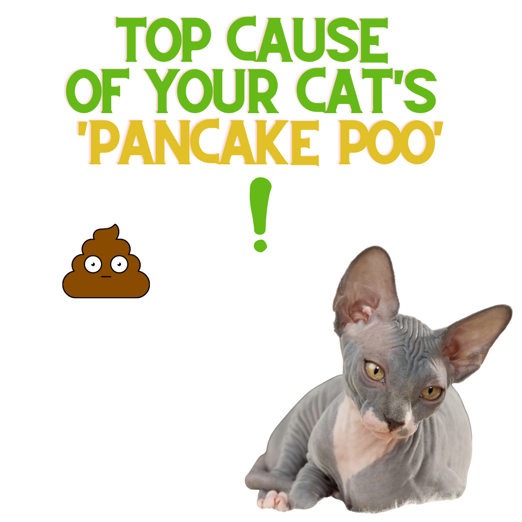 Top Cause of your Cat's Pancake-Poo!