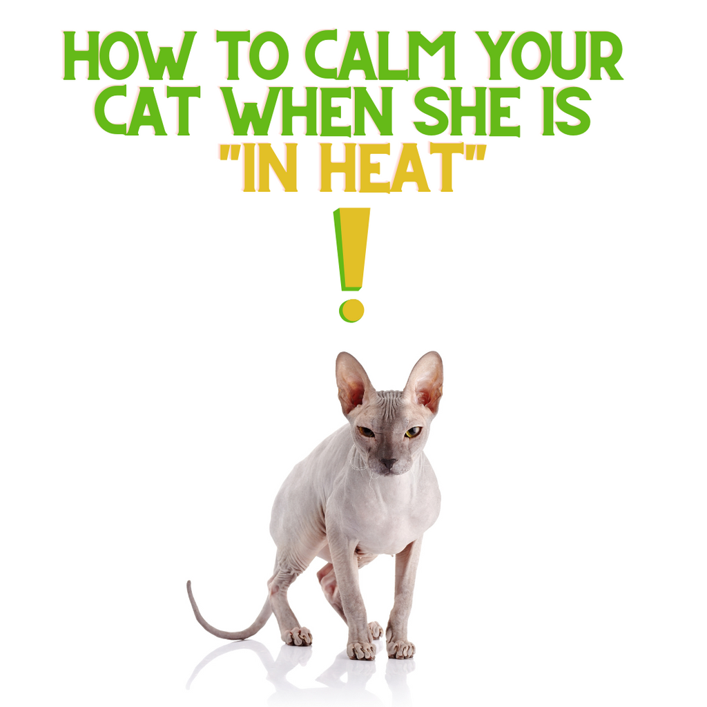 How to Calm your Female Cat in Heat!