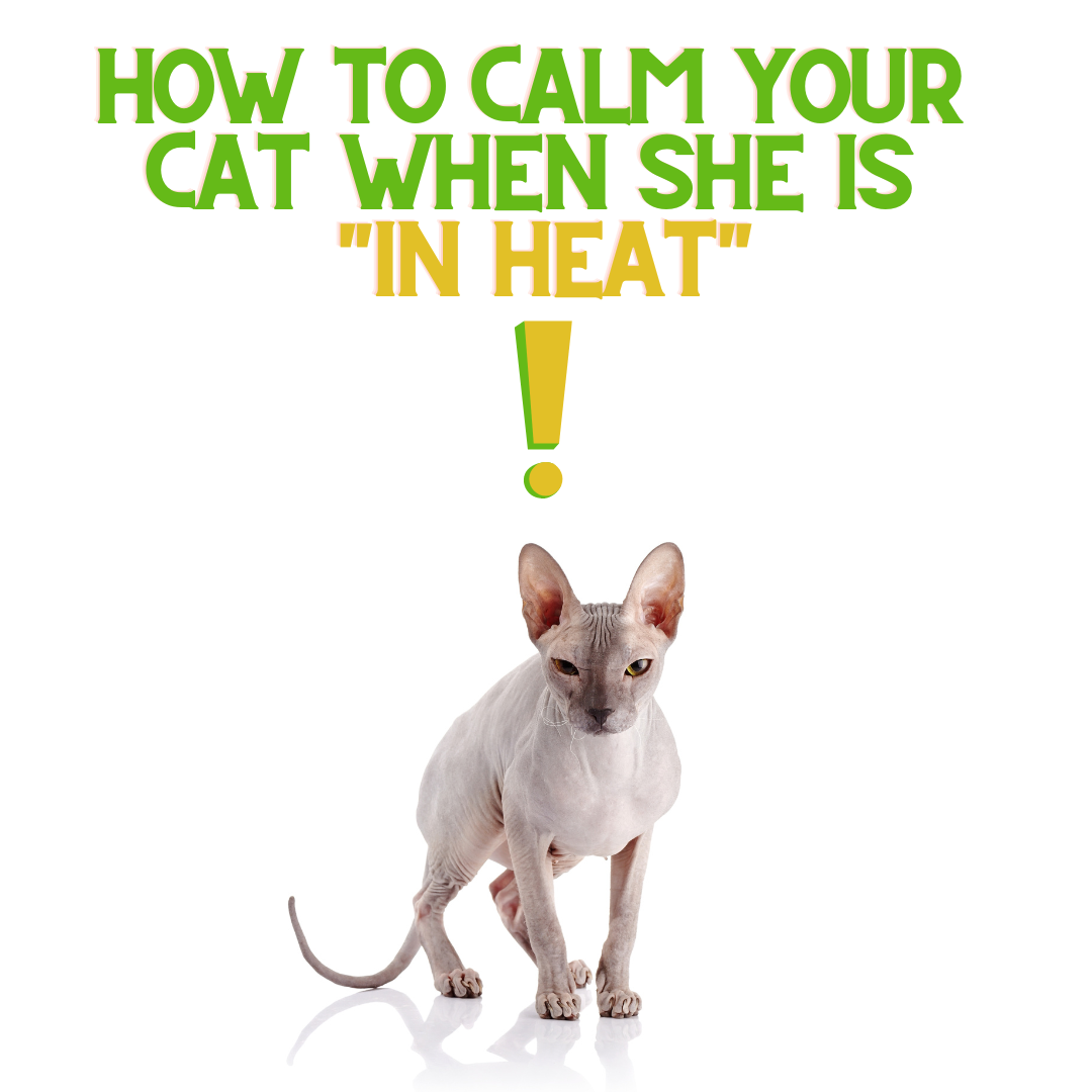 How to quiet a cat shops in heat