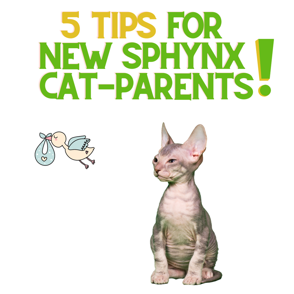 5 Tips for the New Sphynx Cat-Parent!