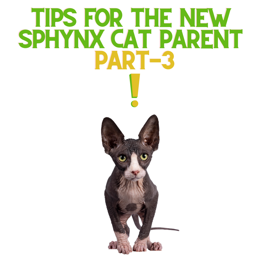 5 MORE Tips for Sphynx Cat Parents!