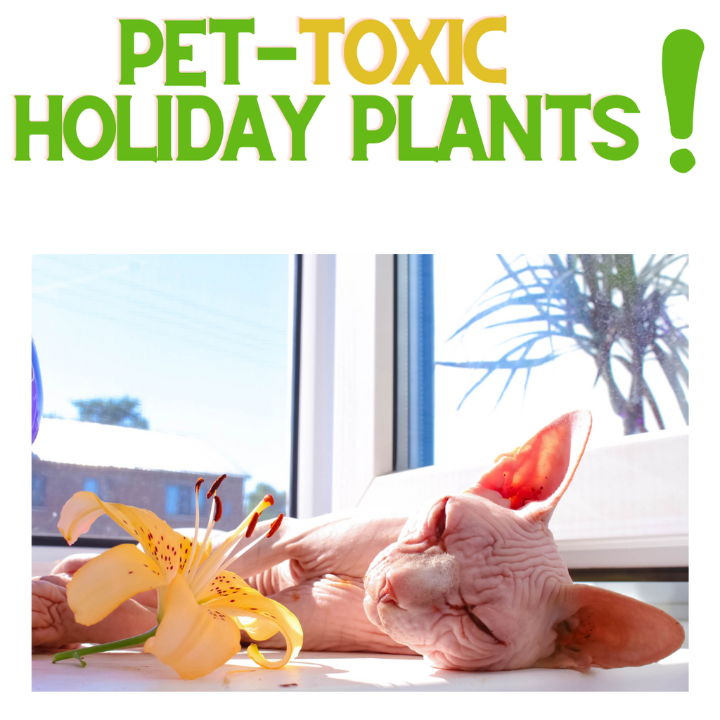 Pet-Toxic Holiday Plants!