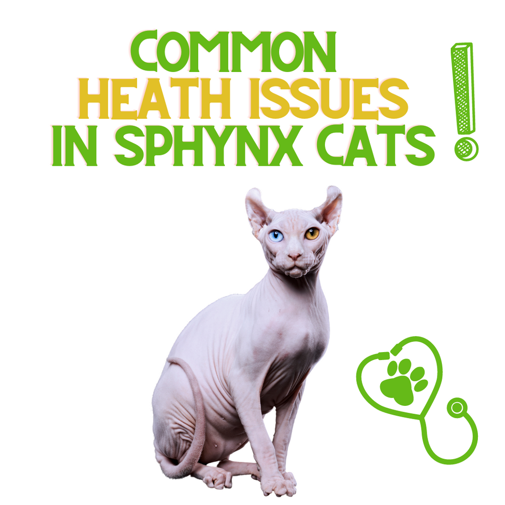 3 Common Health Issues in Sphynx Cats!