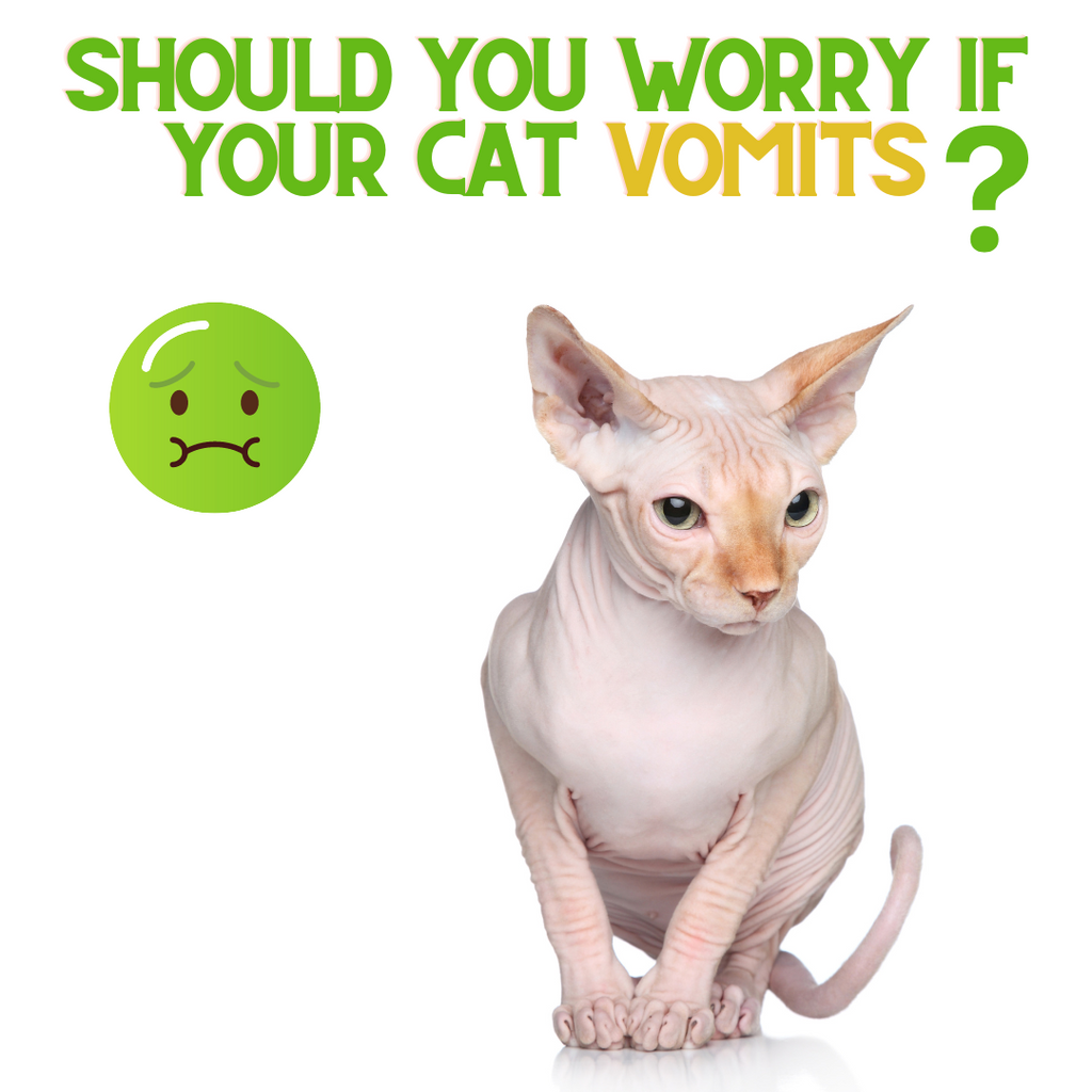 Should you Worry if your Cat Vomits?