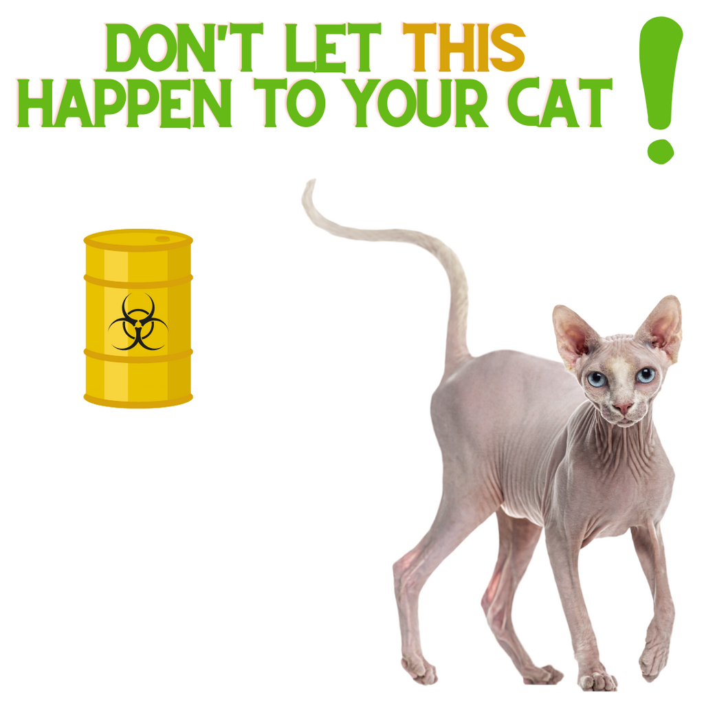 Don't let THIS Happen to your Cat!