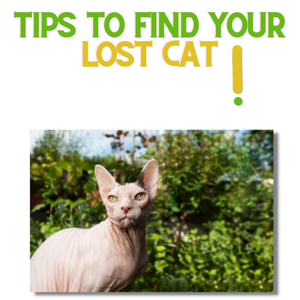 5 Tips for Finding your Lost Cat!
