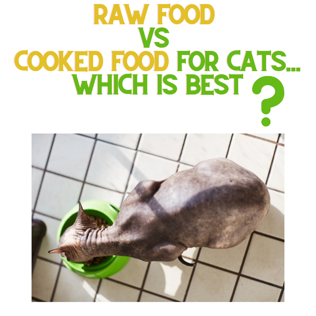 Raw Food vs. Cooked Food for Cats... Which is Best?