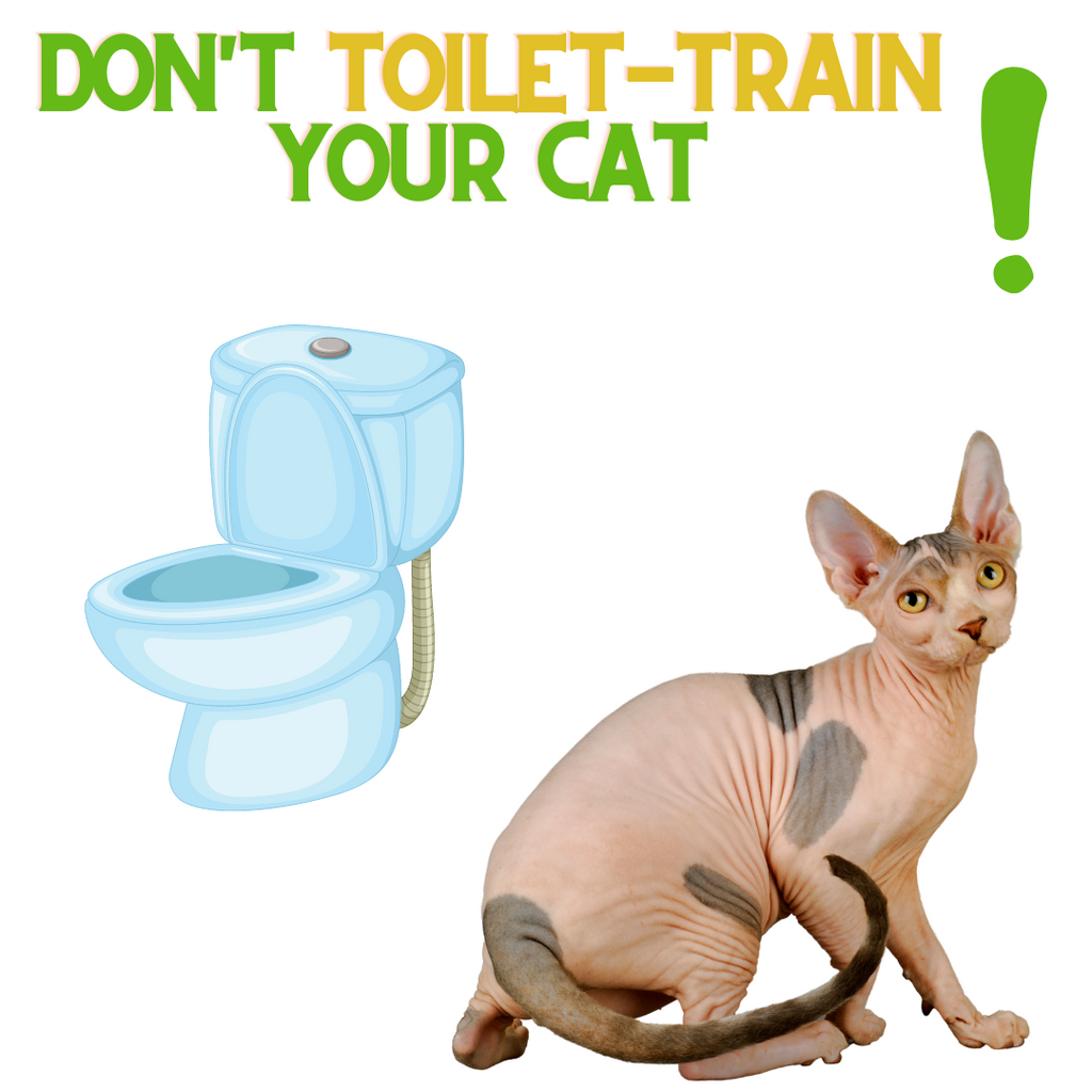 Top Reasons NOT to Toilet Train your Cat!