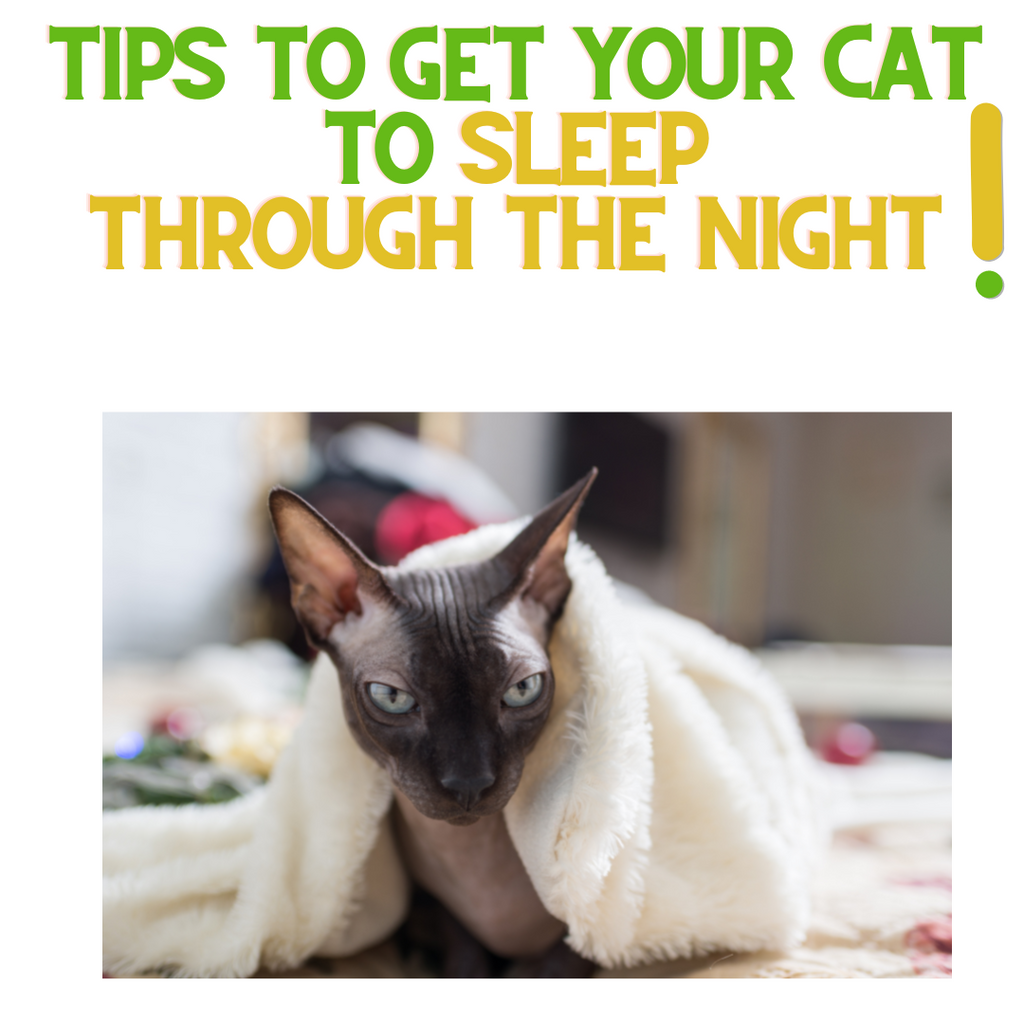 4 Tips to Help your Cat Sleep through the Night!