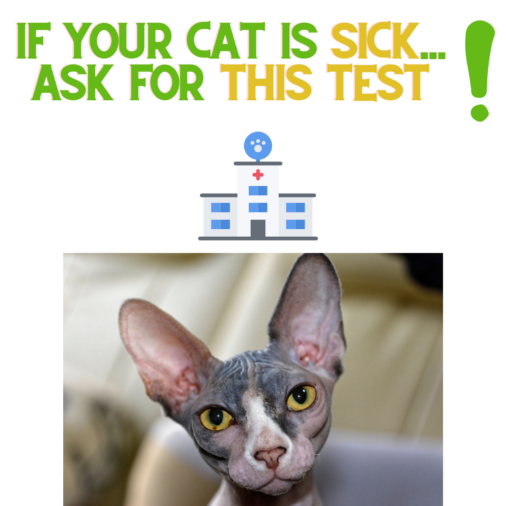 If your Cat is Sick ask for THIS Test!