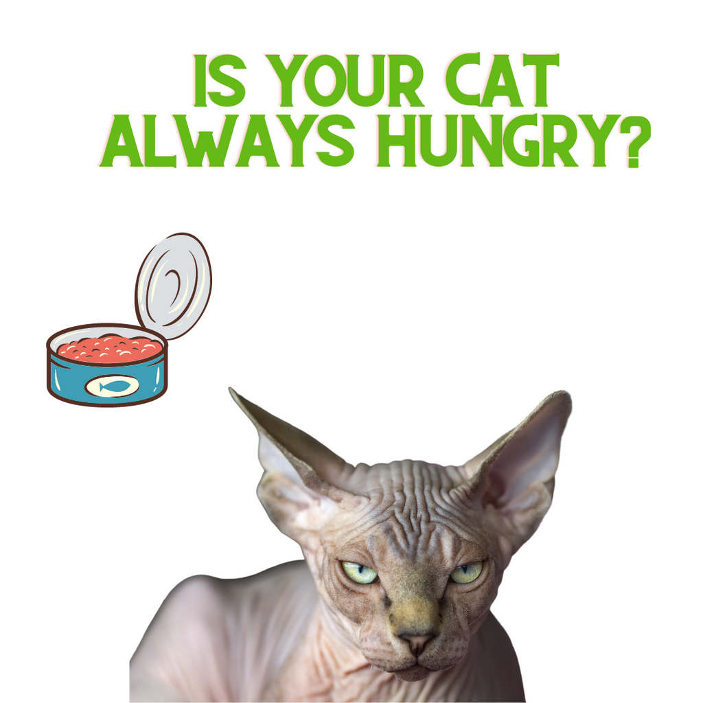 Is your Cat Always Hungry?