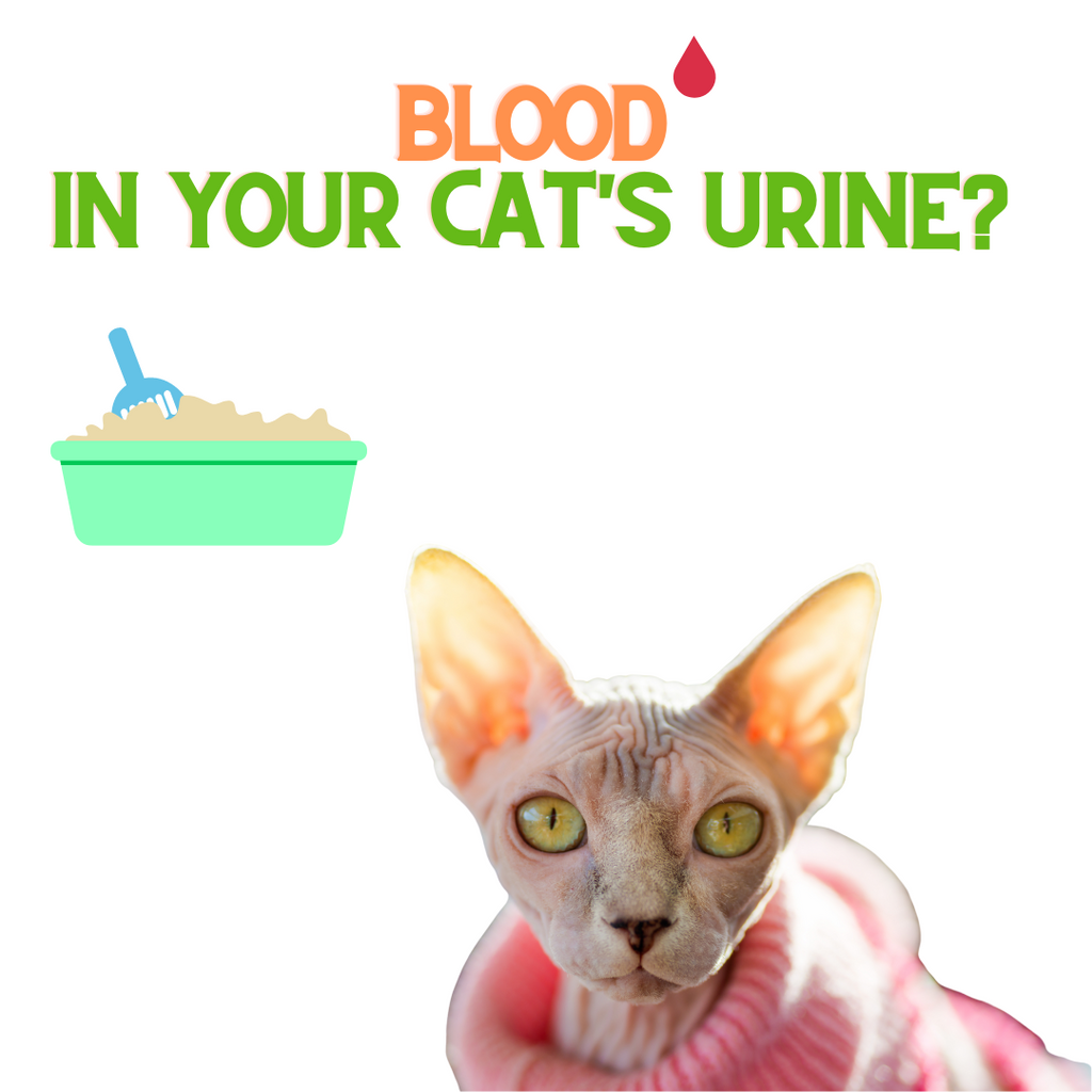 Blood in your Cat's Urine?