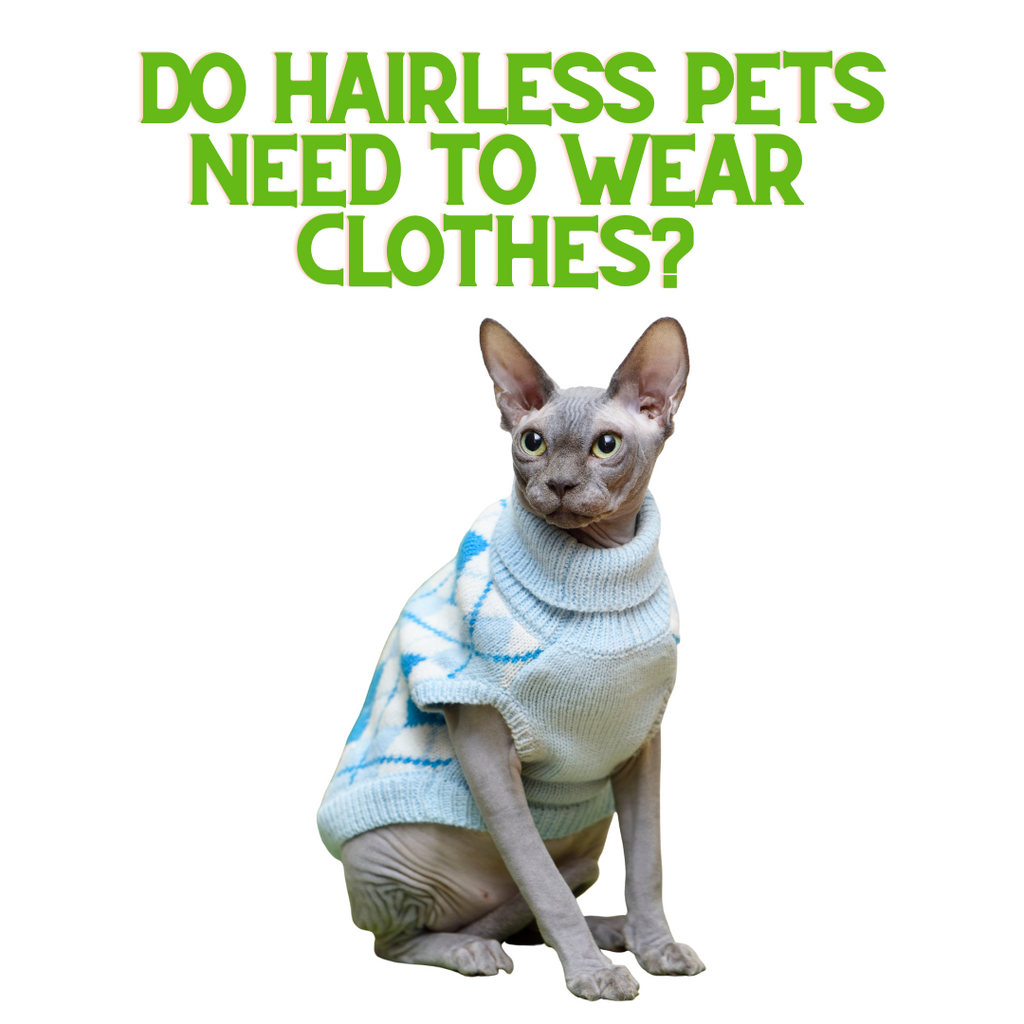 Do Hairless Pets Need Clothes?