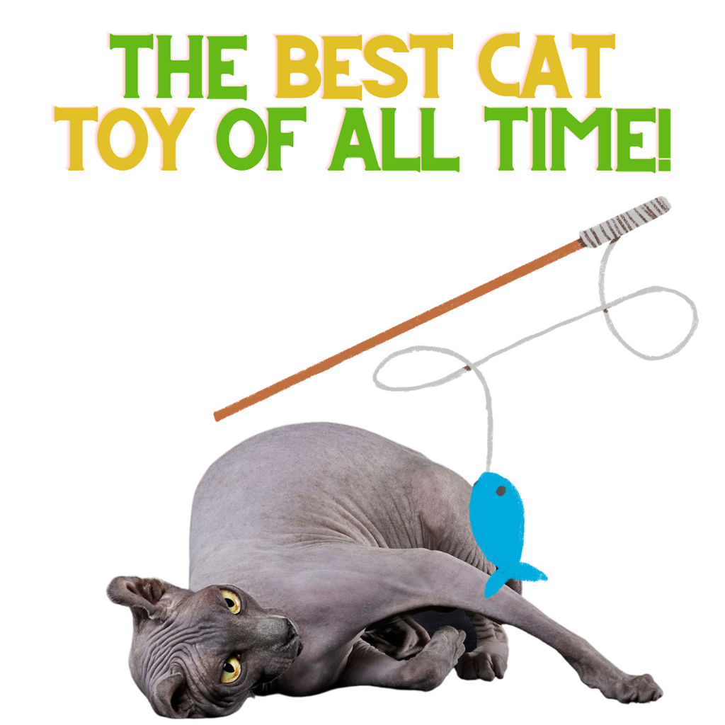 What's the BEST Cat-Toy?