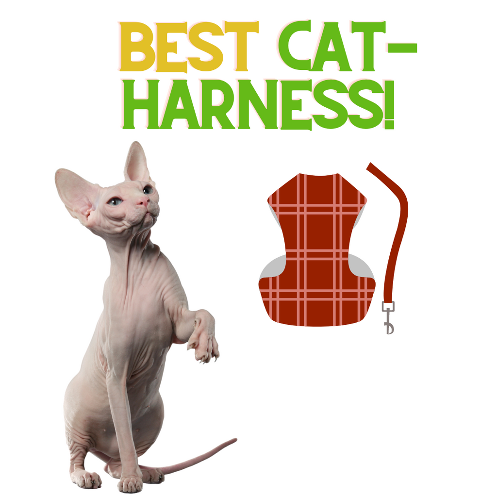 BEST CAT HARNESS!