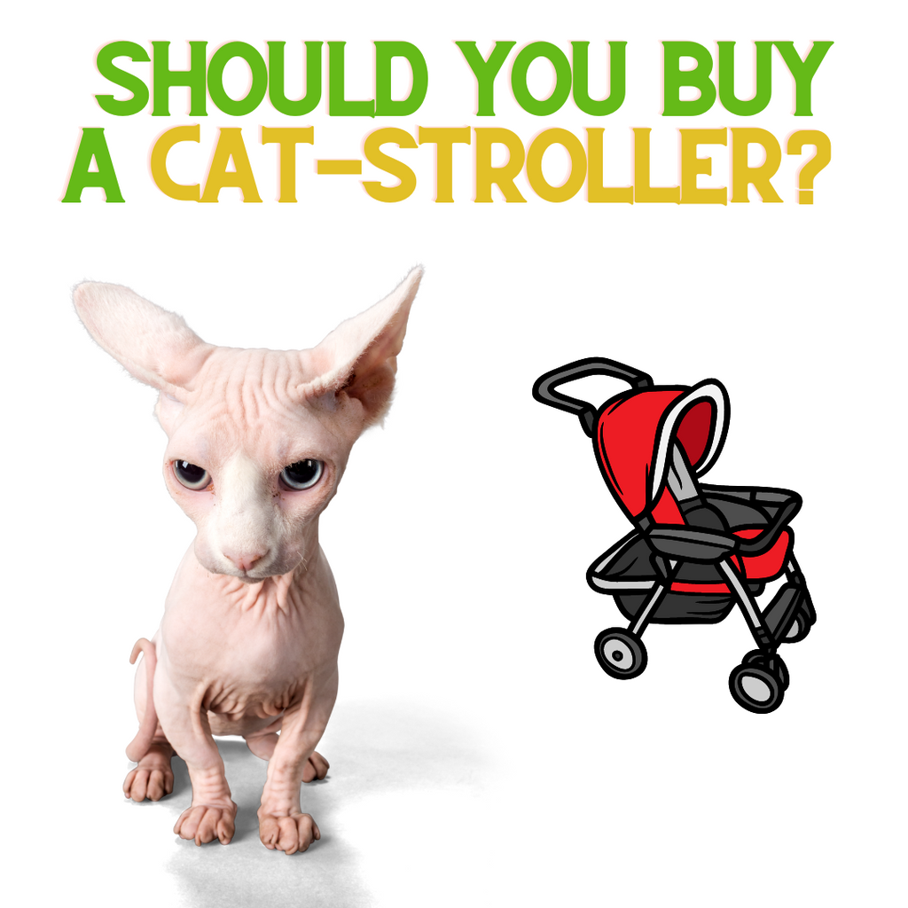 Should you Buy a Cat-Stroller?