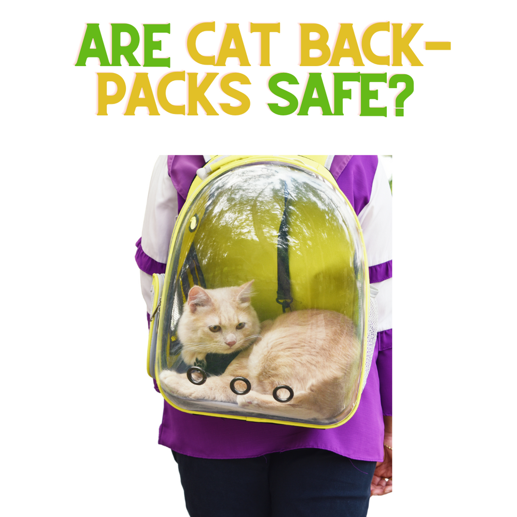 Are Cat Back-Packs Safe?