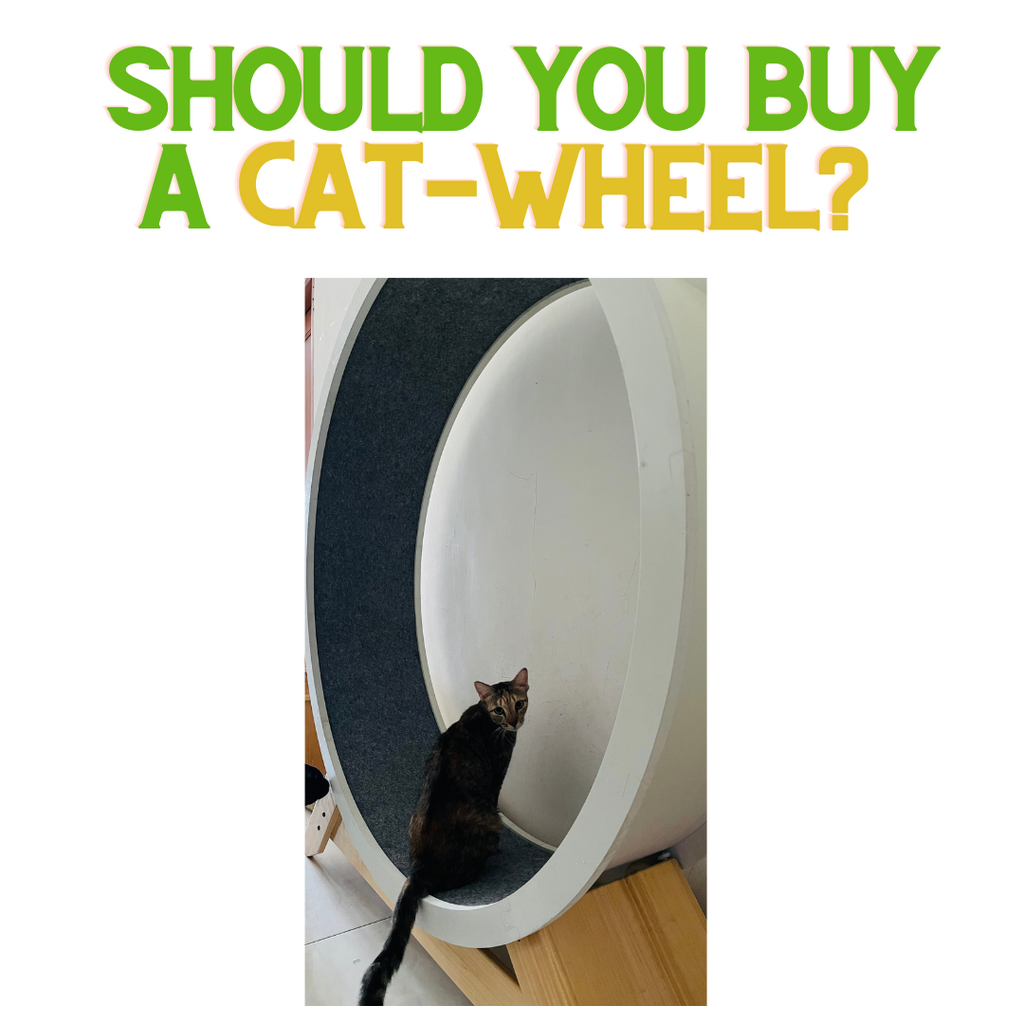 Should you Buy a Cat Wheel?