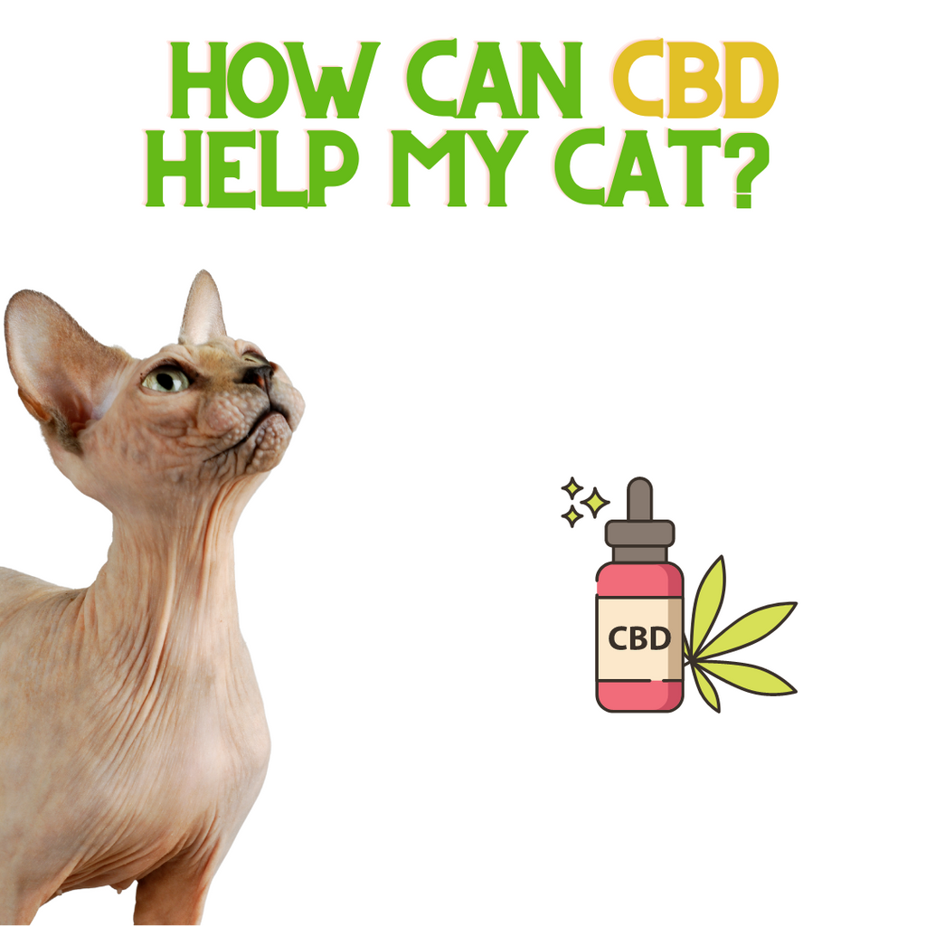 How CBD OIL can Help your Cat!