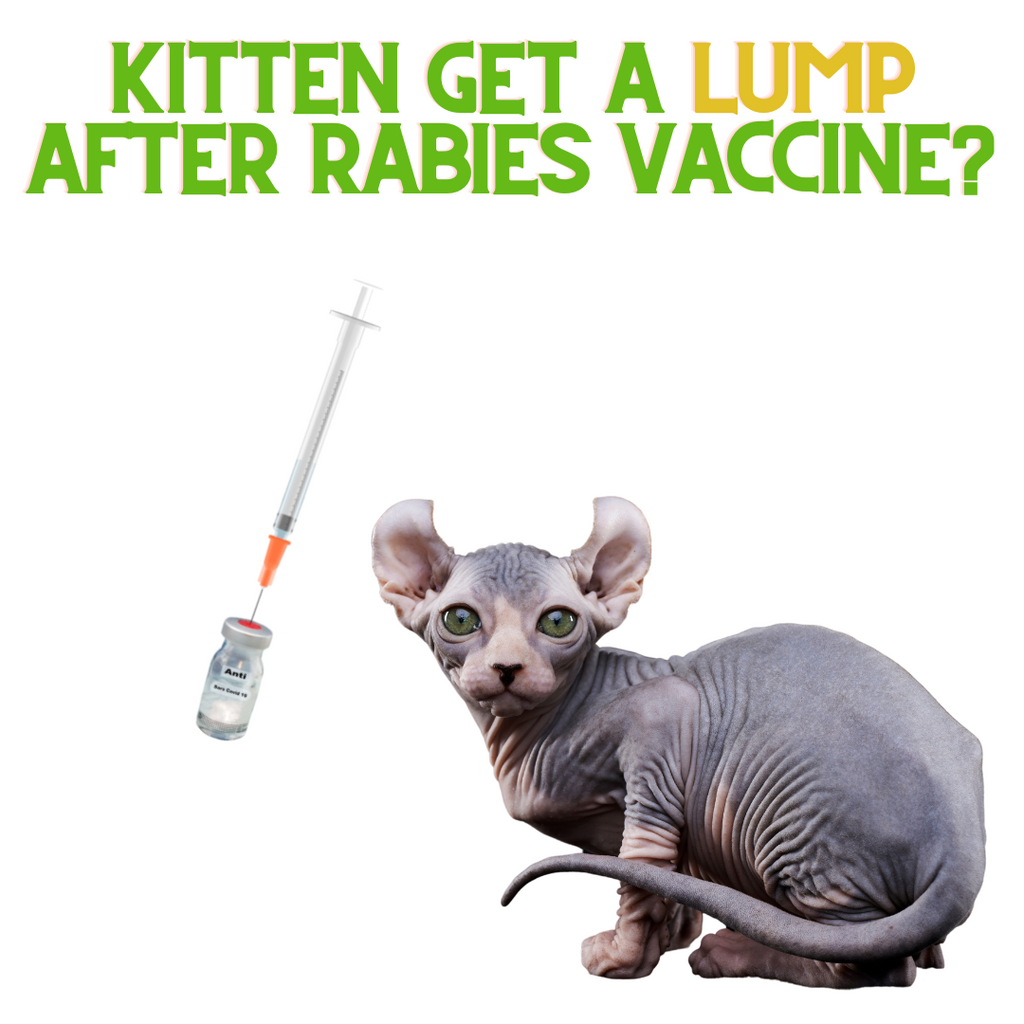 Does your Cat have a LUMP After Rabies Vaccine?