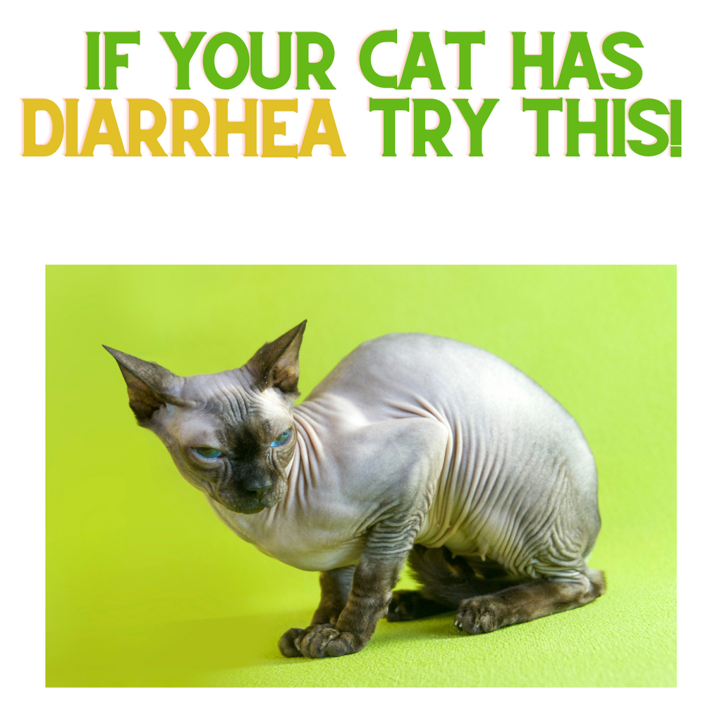 What to Do if your Cat has Diarrhea!