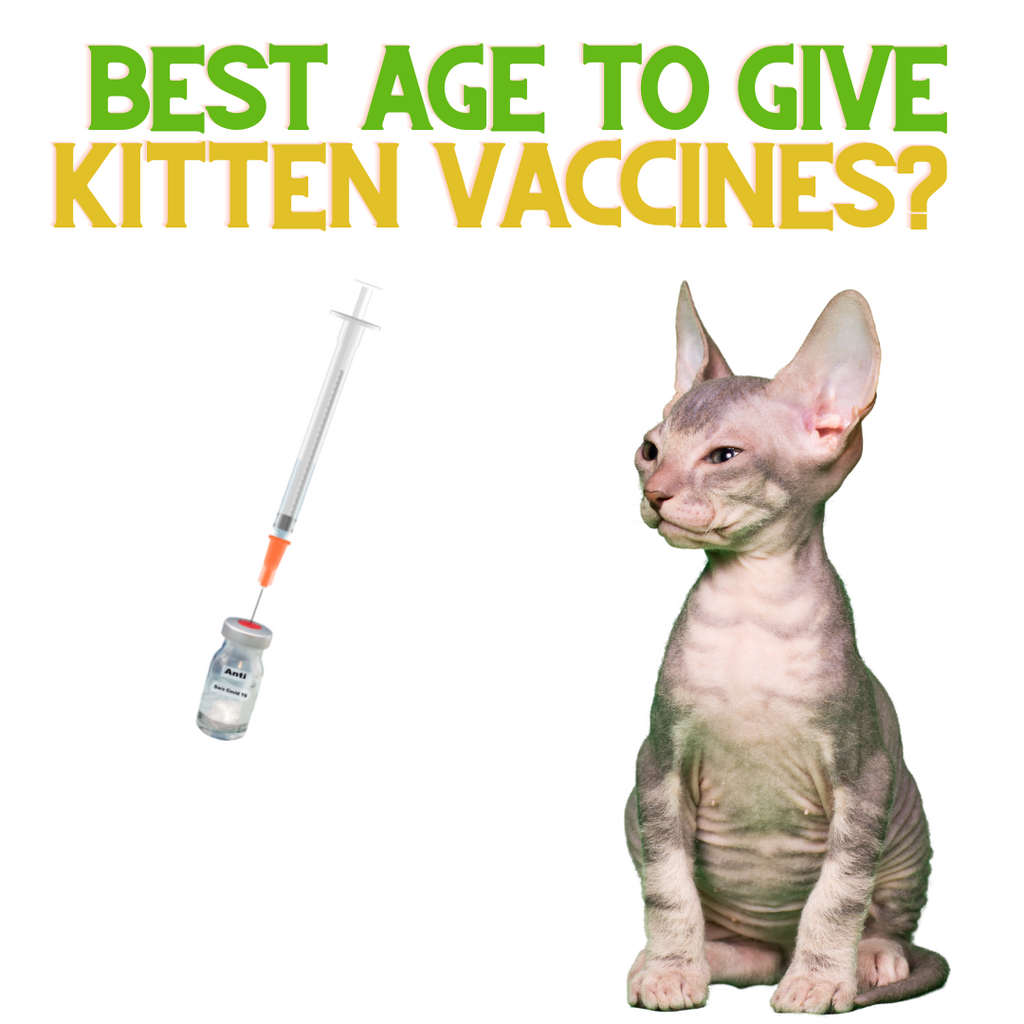 Best Age to Give Kittens Vaccines?