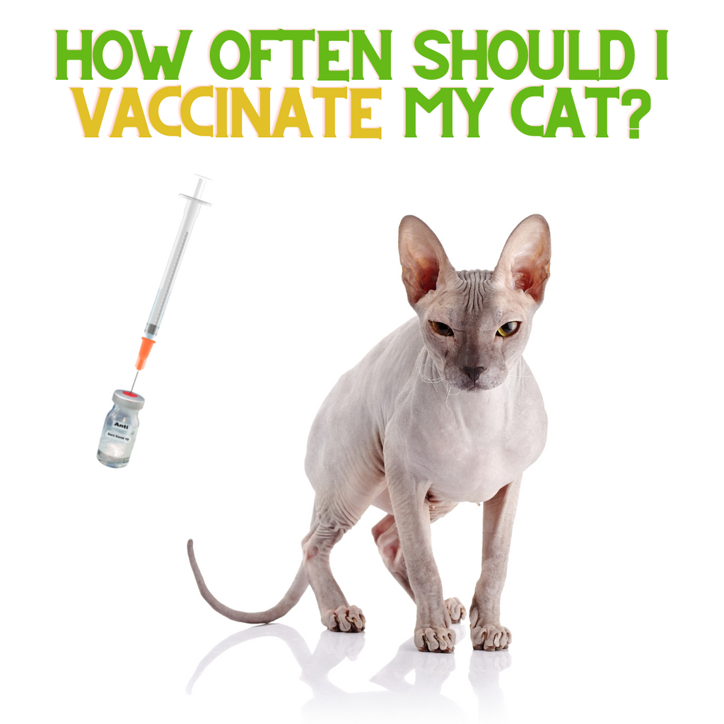 How Often Should I Vaccinate my Cat?