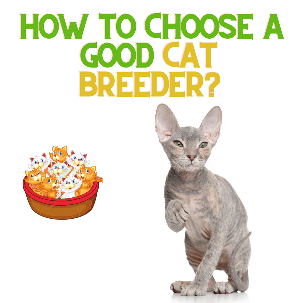 How to Choose a Good Cat Breeder