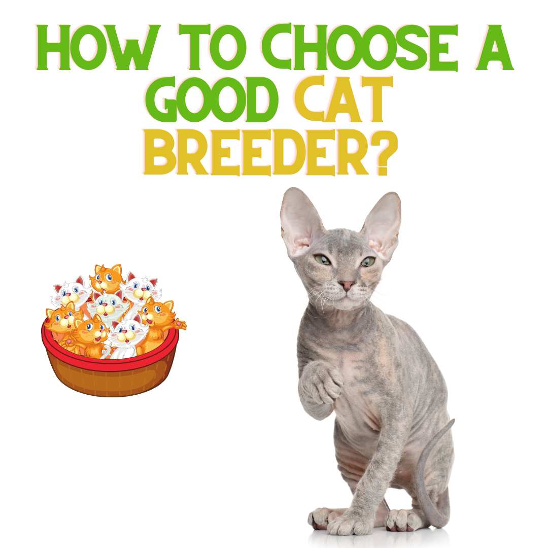 How to Choose a Good Cat Breeder ReNewedPet