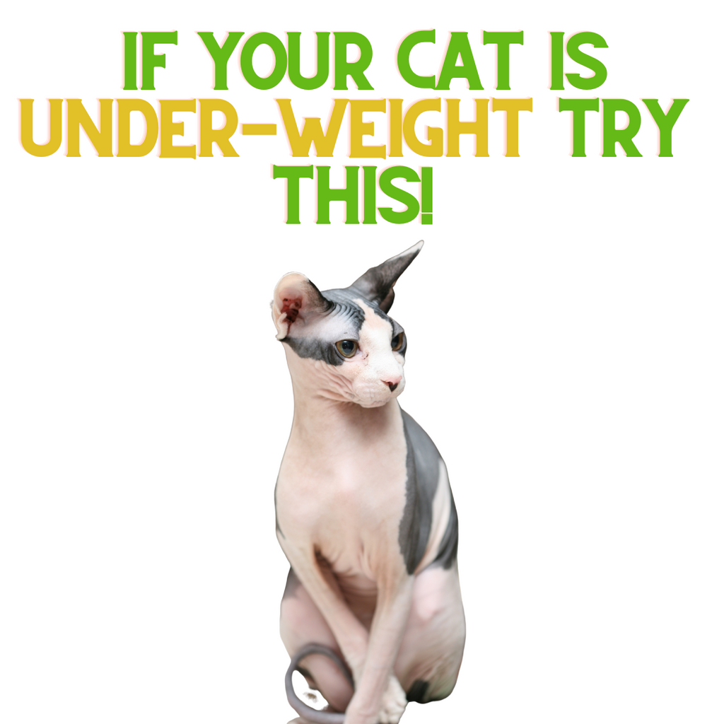 If your Cat is Underweight, Try THIS!
